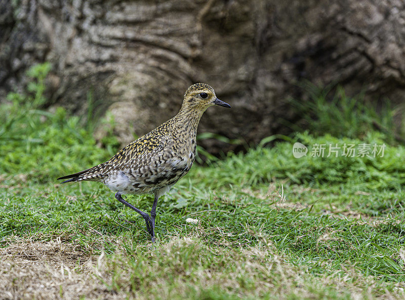 太平洋金鸻(Pluvialis fulva)是一种中型鸻。Papahānaumokuākea海洋国家纪念碑，中途岛，中途岛环礁，夏威夷群岛